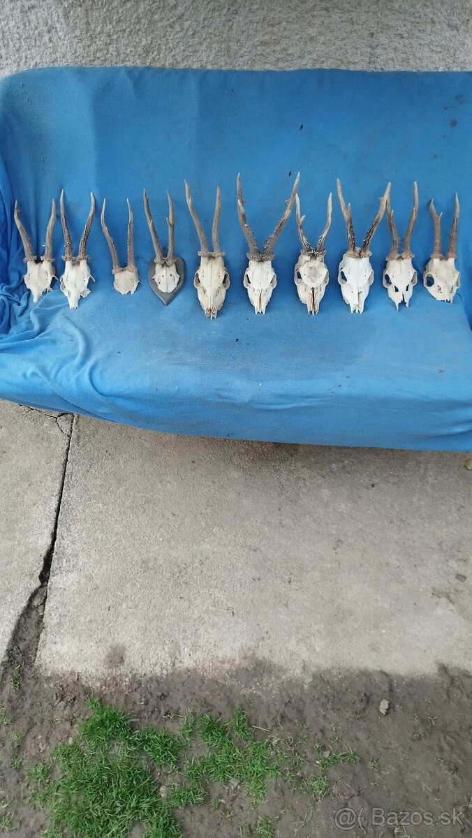 Predám srnčie trofeje parožie, zhody, srnčie. - 6