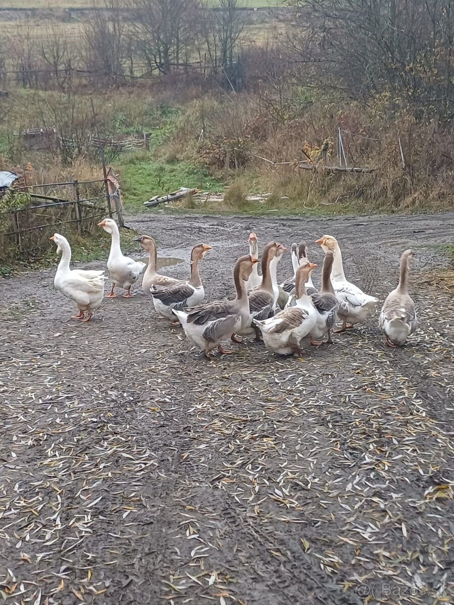 Cholmogorske Husi - 6