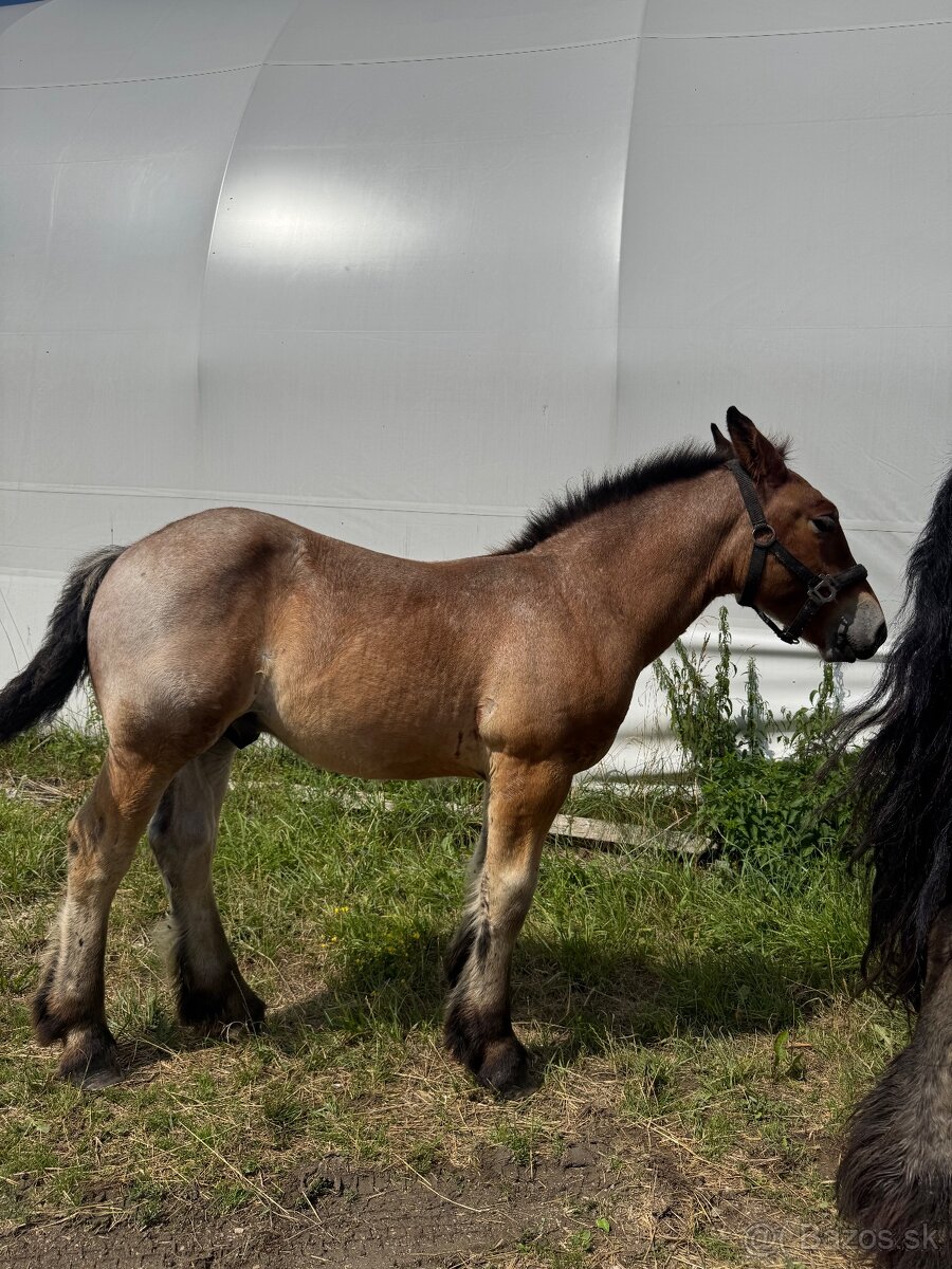 Arden kobyla +zrieba - 6