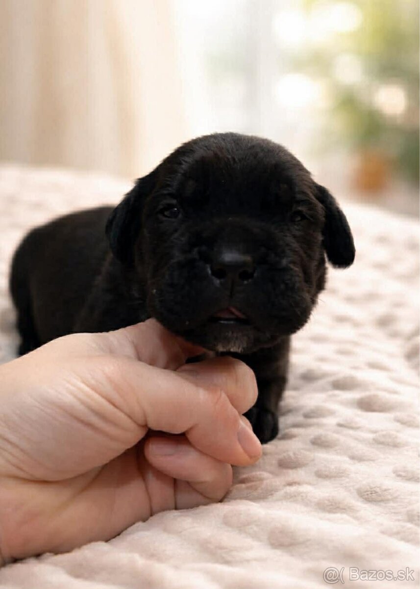 Cane Corso šteniatka s PP / predbežná rezervácia - 6