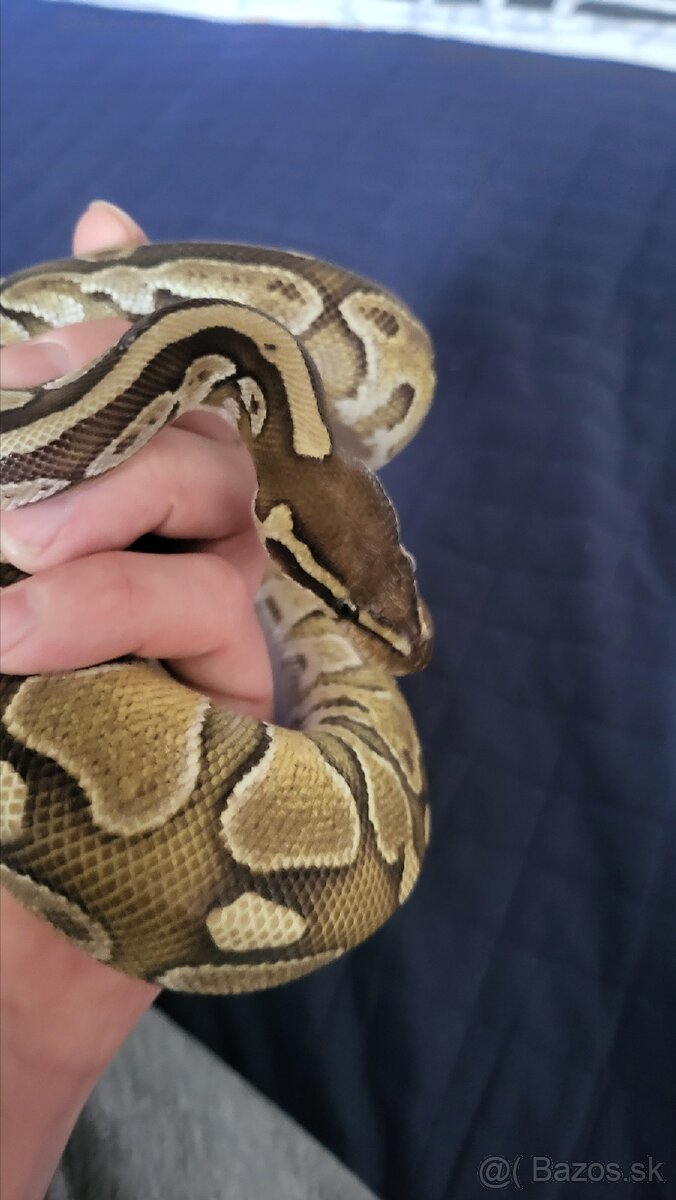 Pyton python regius kráľovský - 6