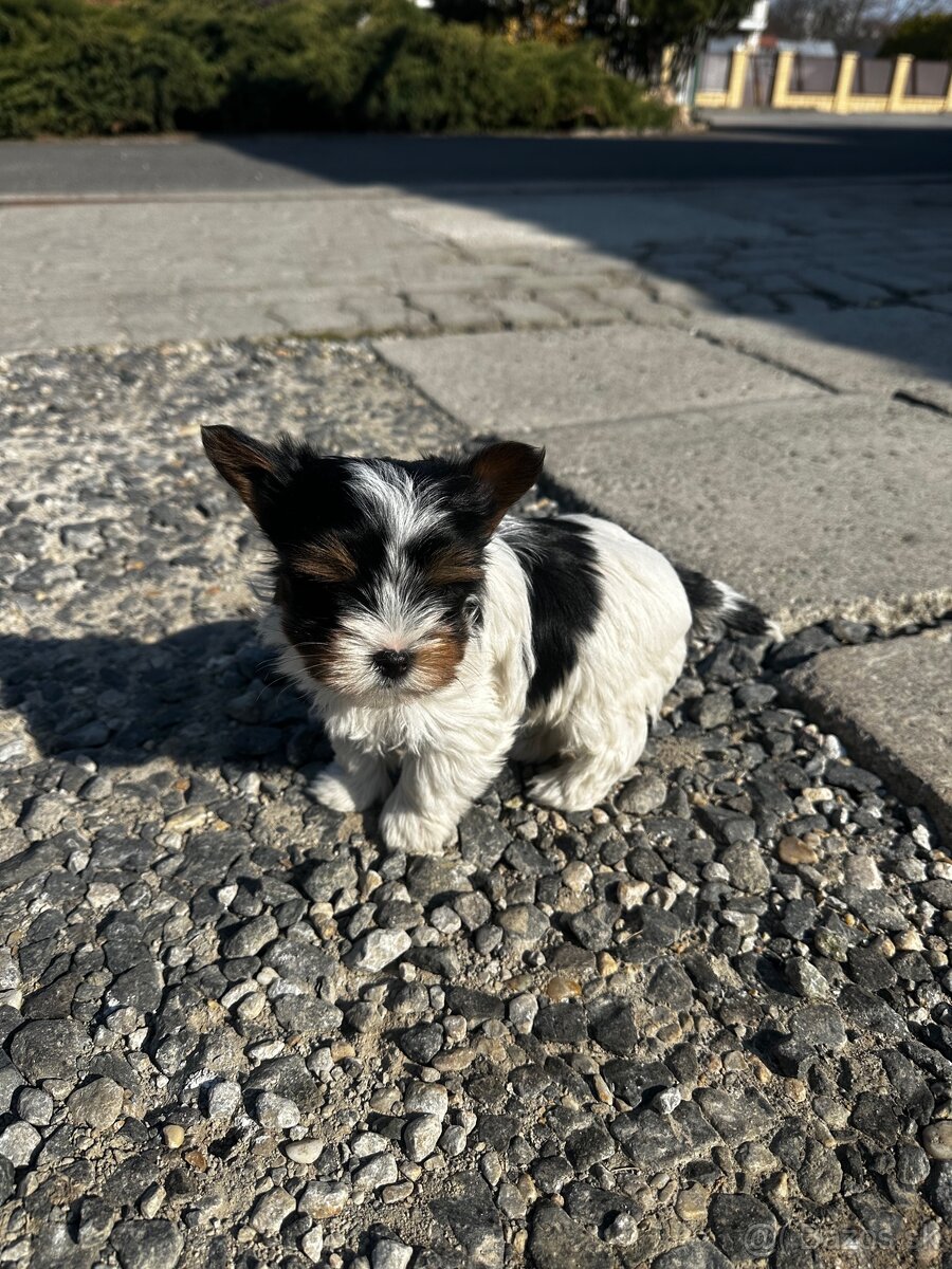 Yorkshire teriér mini - 6