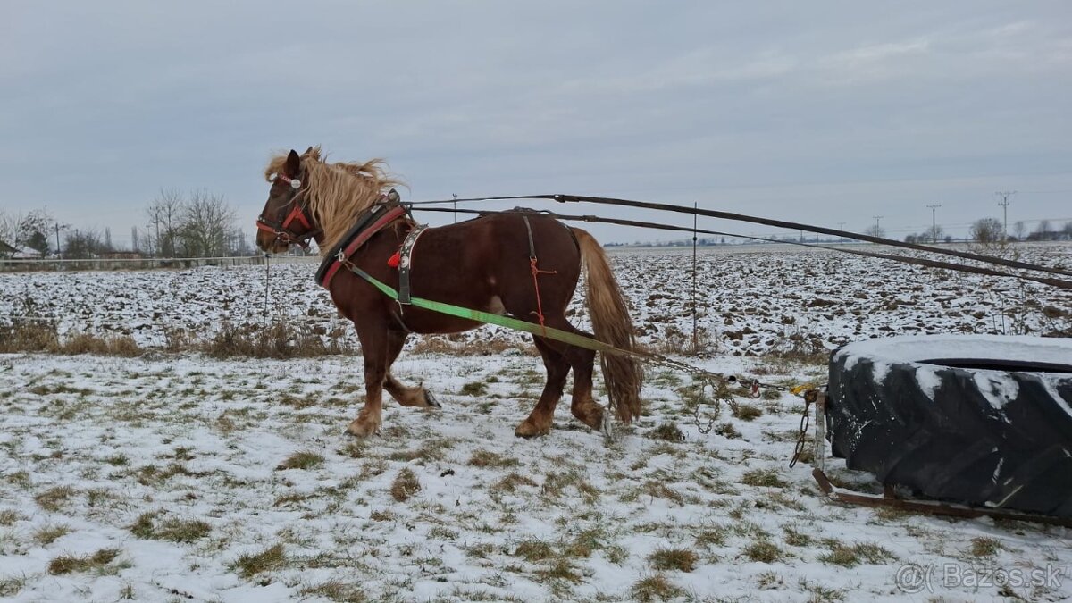 Slezsky Norik zrebec - 6