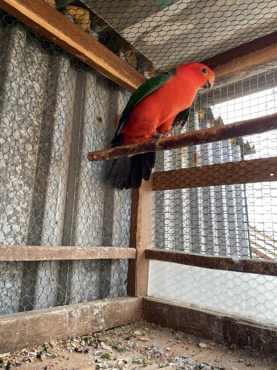 Papagáj kráľovský - 6