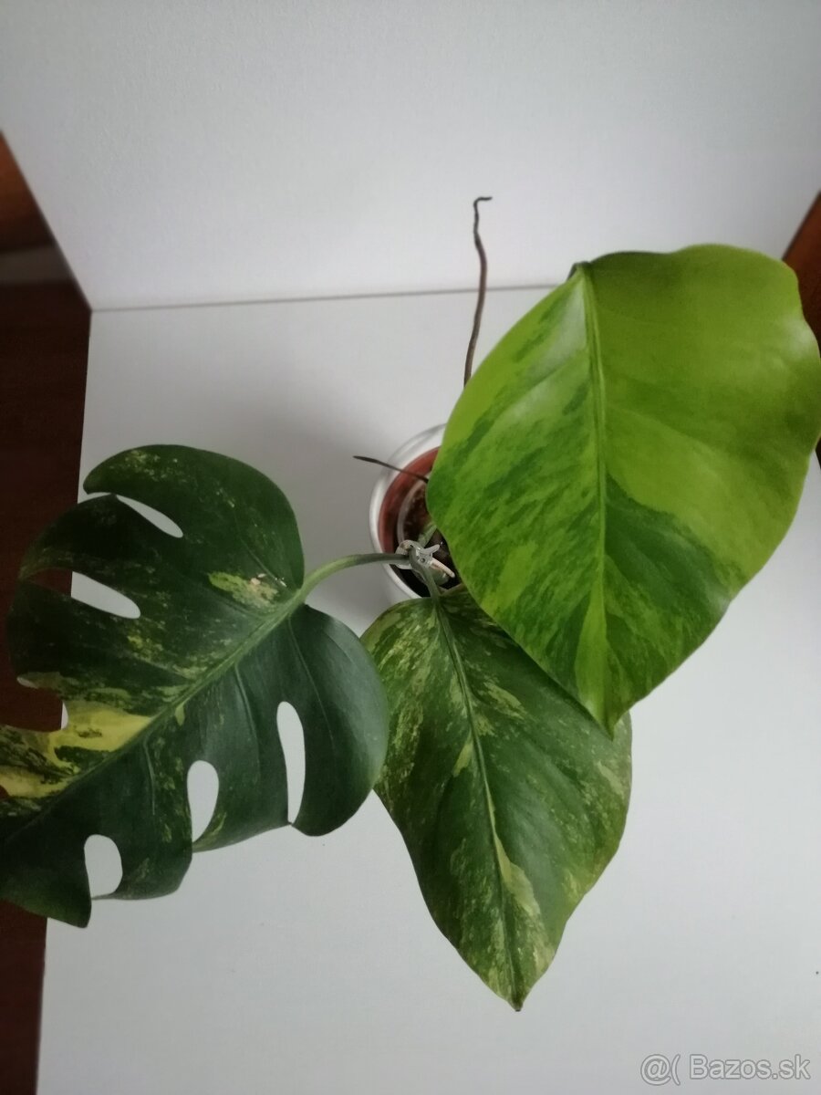 Monstera deliciosa Aurea, Monstera Burle marx - 6
