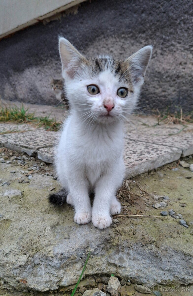 Darujem mačiatka - 6