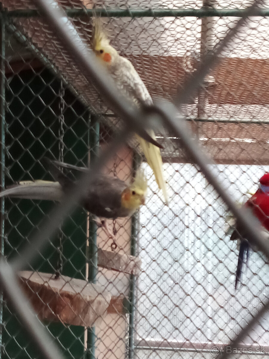 Korely -krúžkované - 6