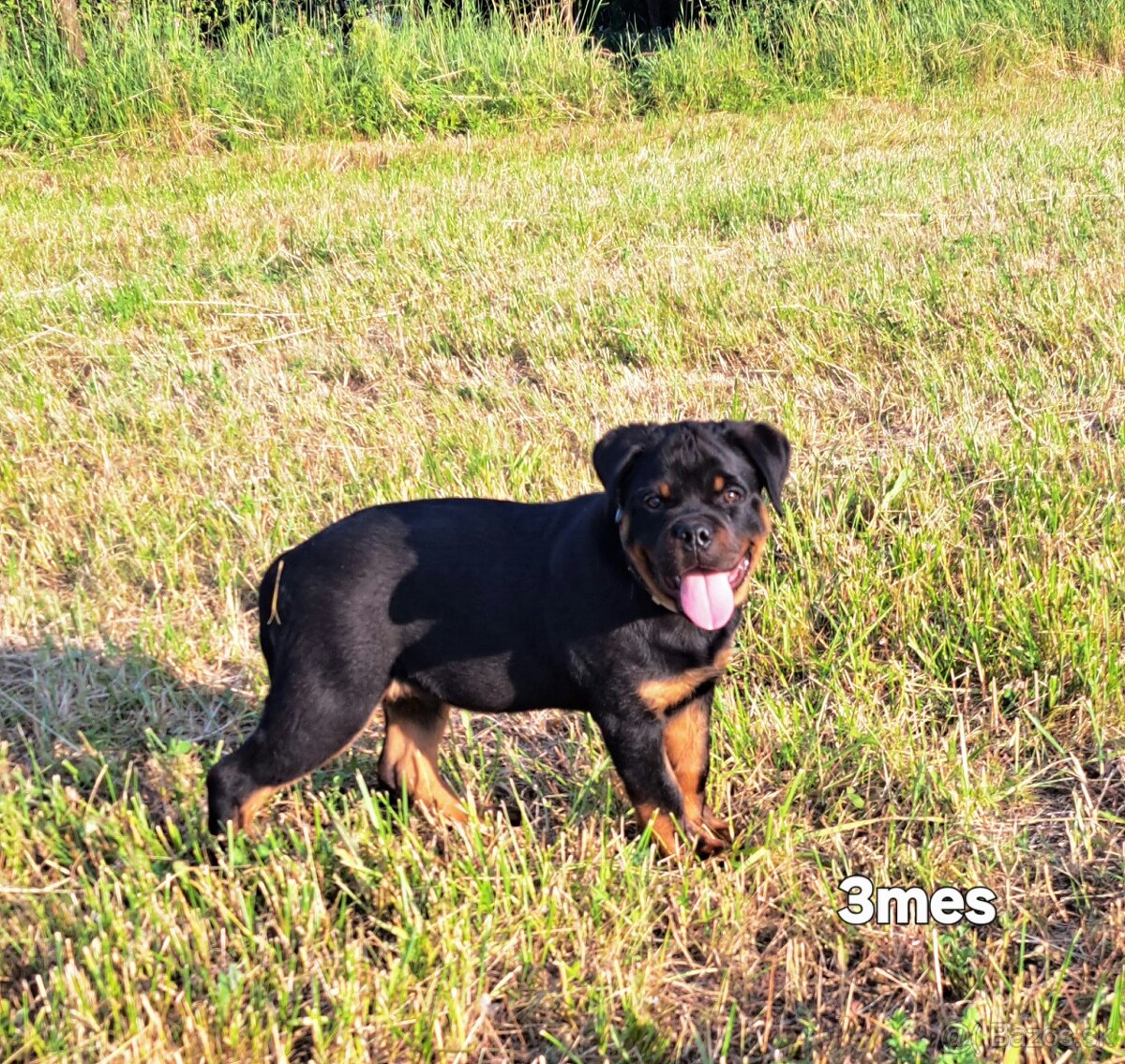 Rotvajler, rottweiler - 6