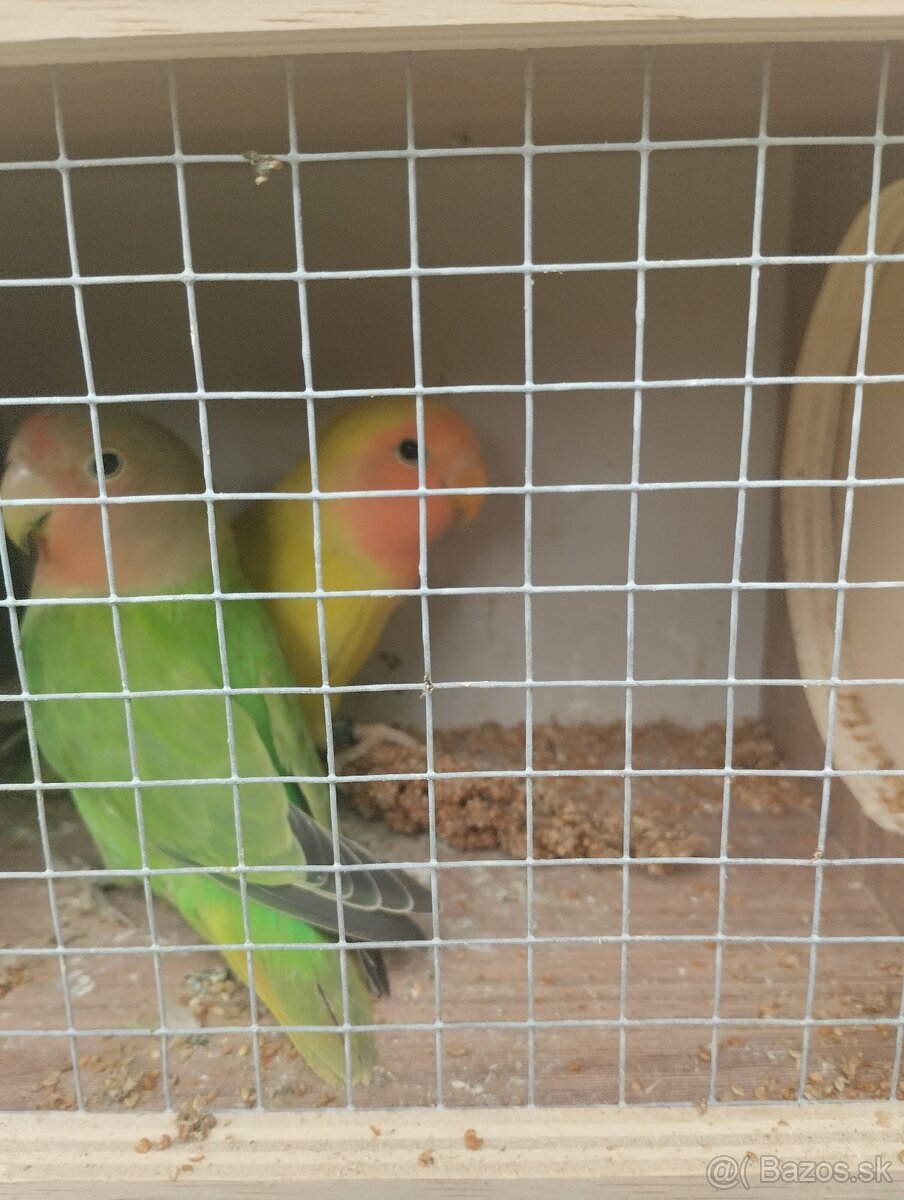 agapornis ružovohrdlý 1 - 6