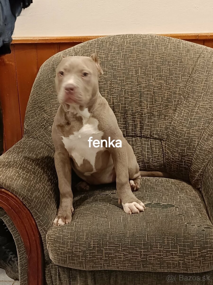 American Bully XL,XXL - 6