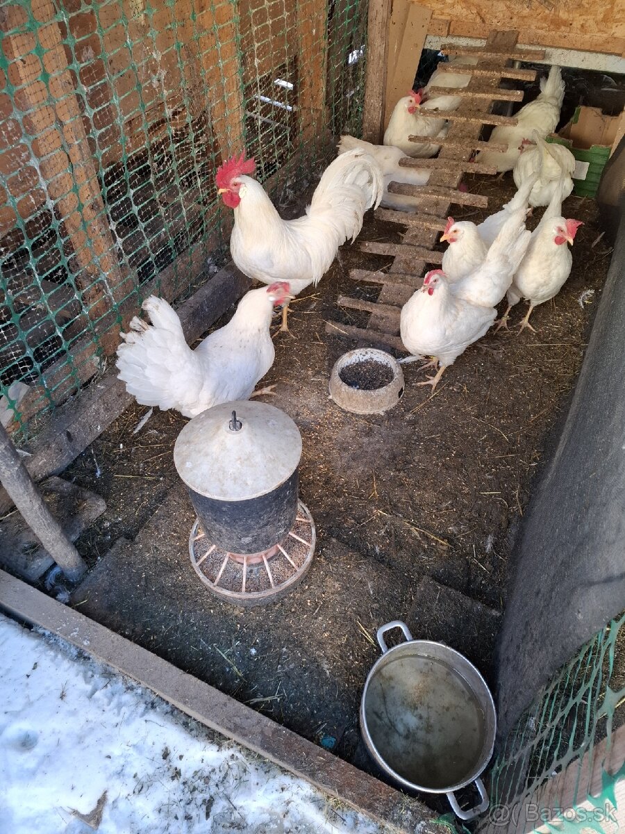 NV brakelky,vlašky,black star - 6