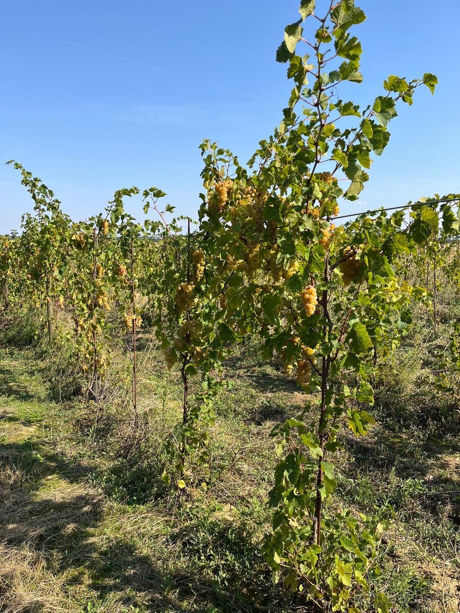 Prenájom vinohradu – Štefanová - 6