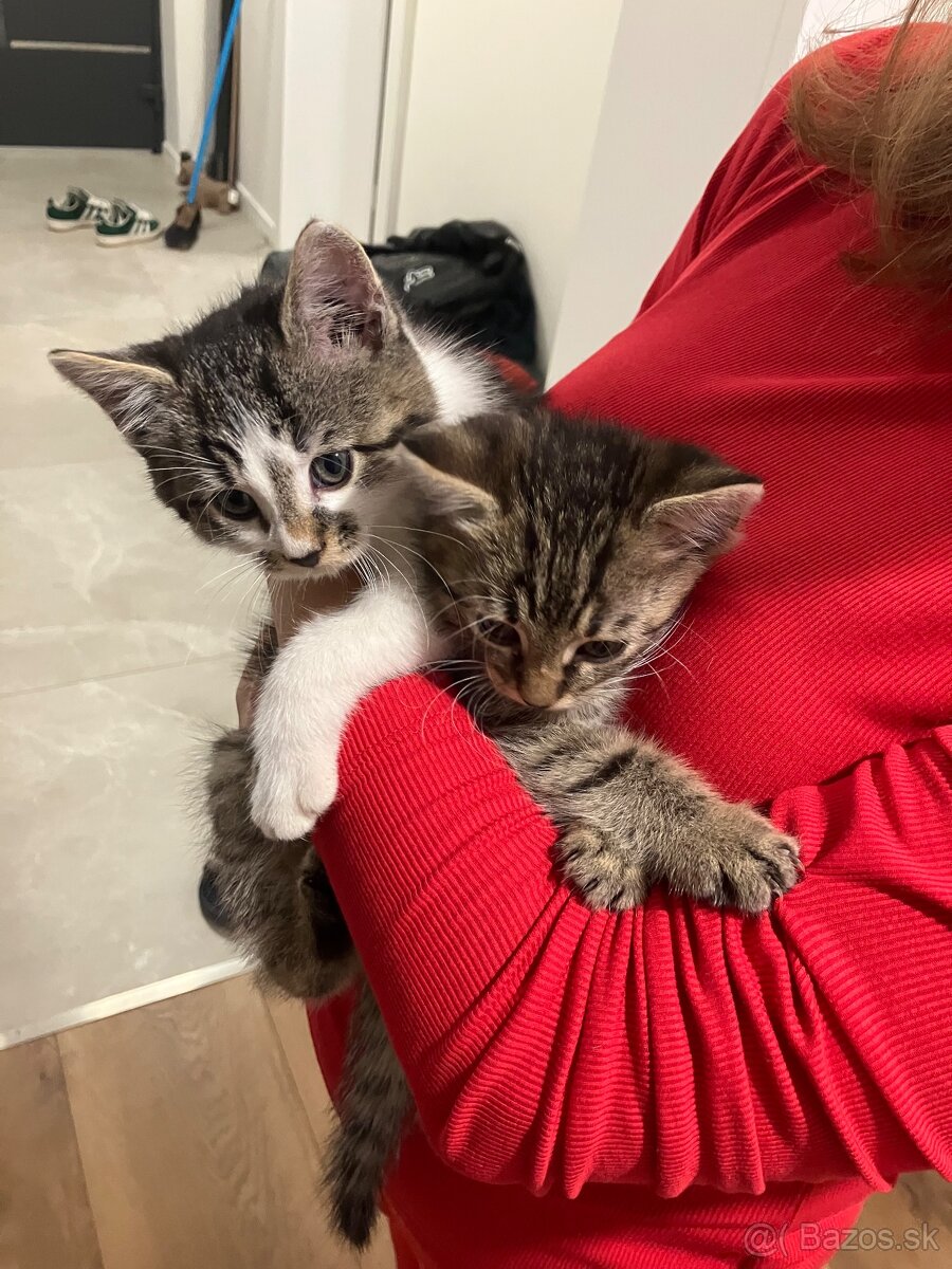 Mačiatka - 6