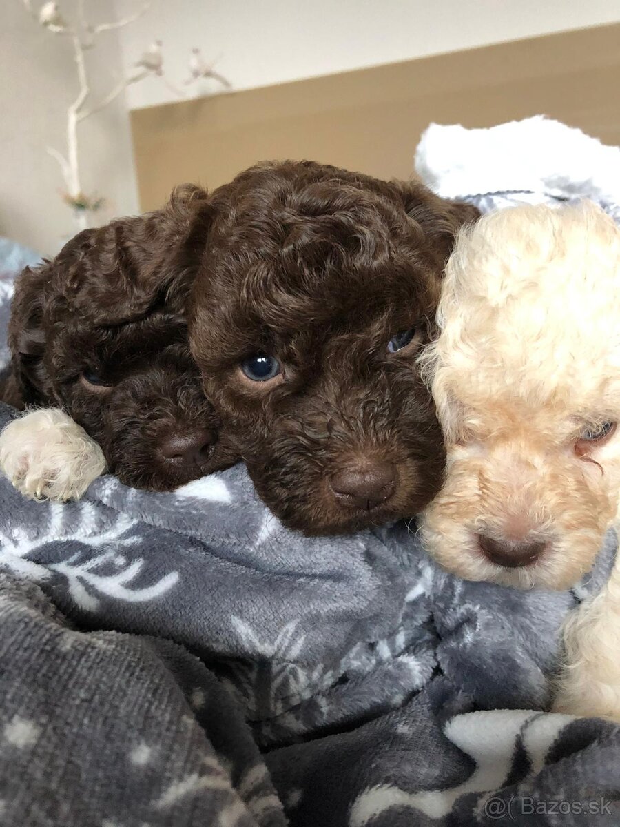 Lagotto Romagnolo - 6