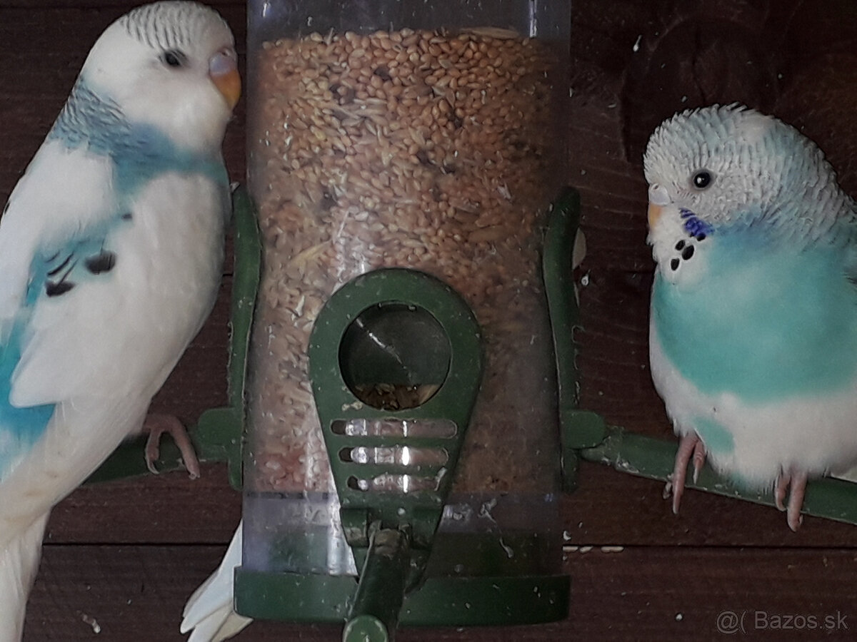 predám pekné andulky a zebričky - 6