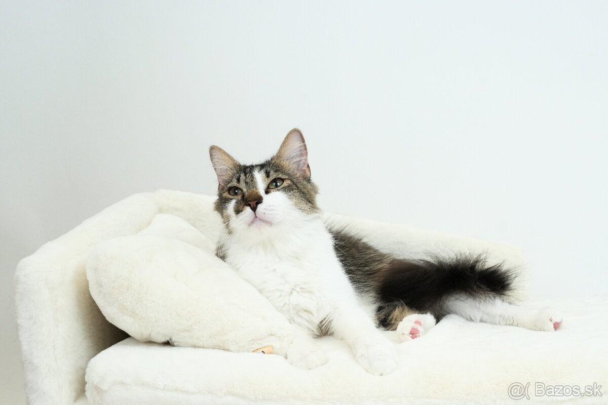 MONTY hľadá domov - 6