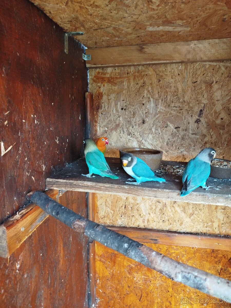 AGAPORNIS ŠKRABOŠKOVY A FISCHER - 6