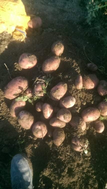 domace zemiaky red anna - 6