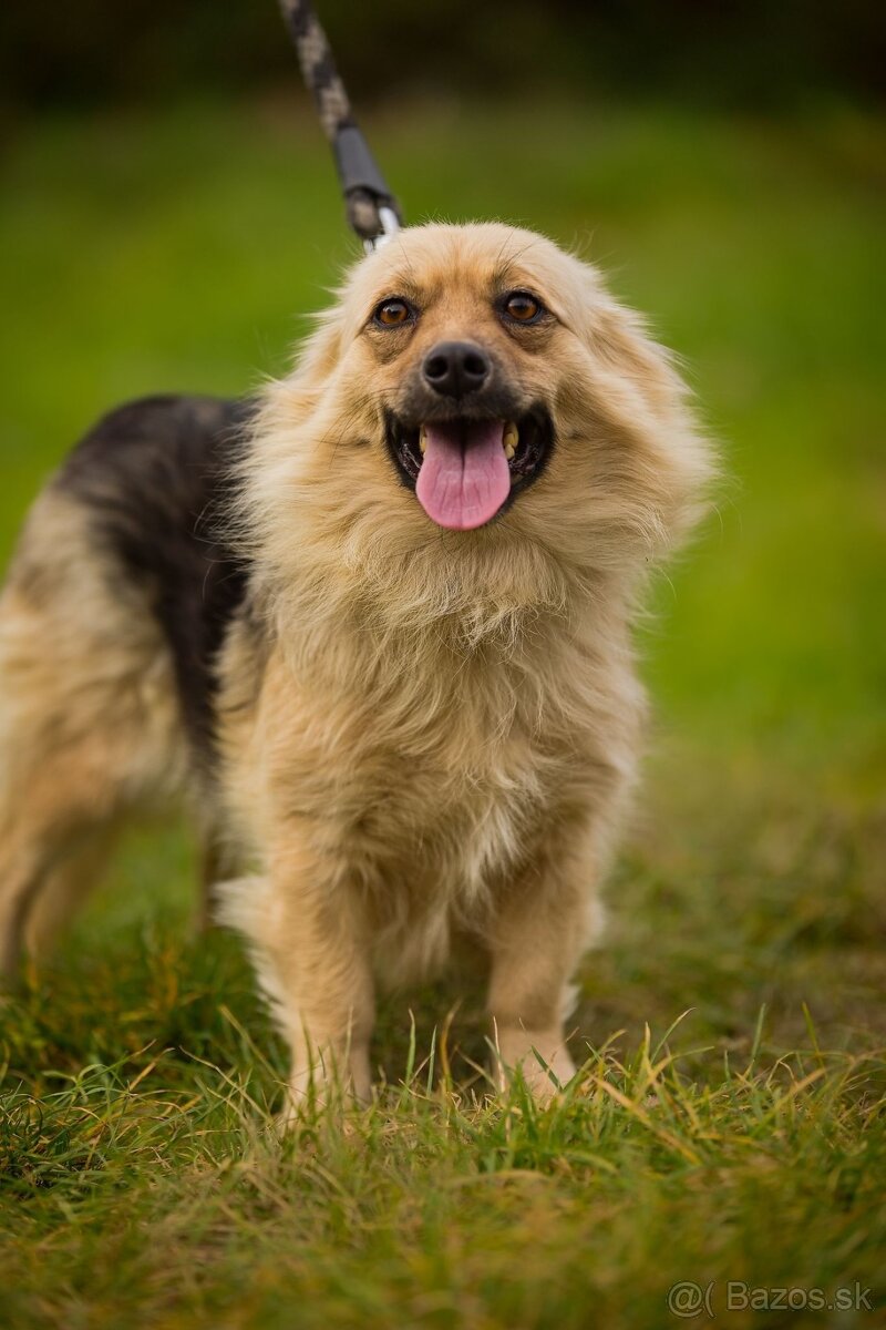 Darujem malú jemnú chlpatú sučku - mix špic Čita - 6
