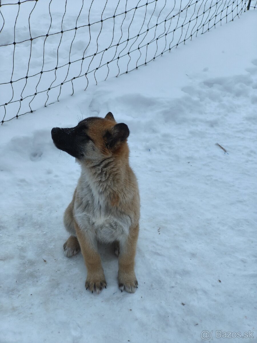 Predám šteniatka - 6