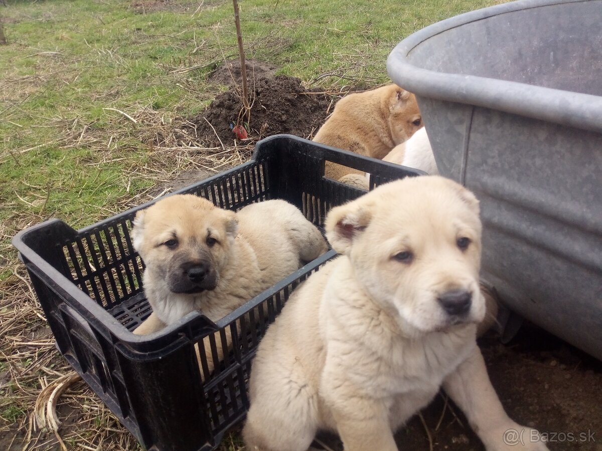 Prodám štěňata stredoázijských ovčáku - 6