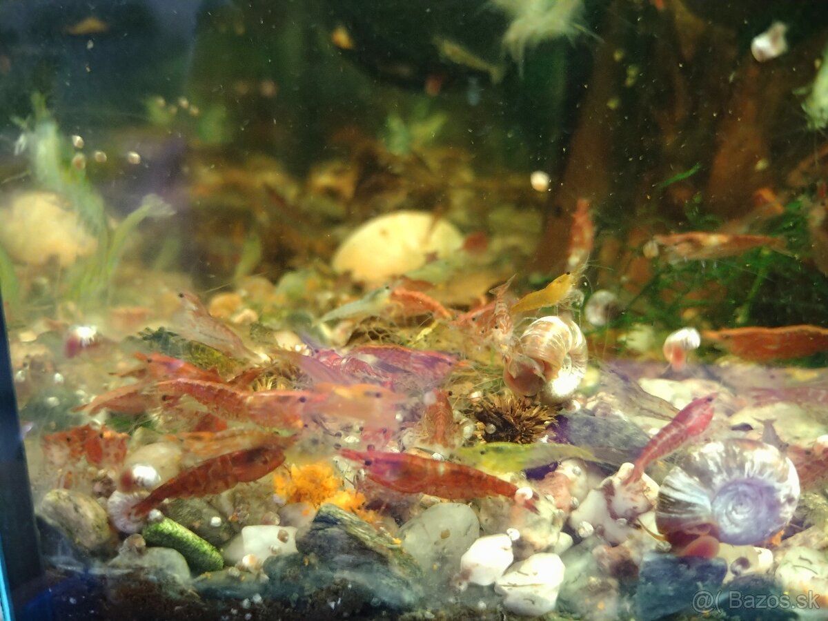 Krevety Caridina Crystal Red +Neocaridina Red rili - 6