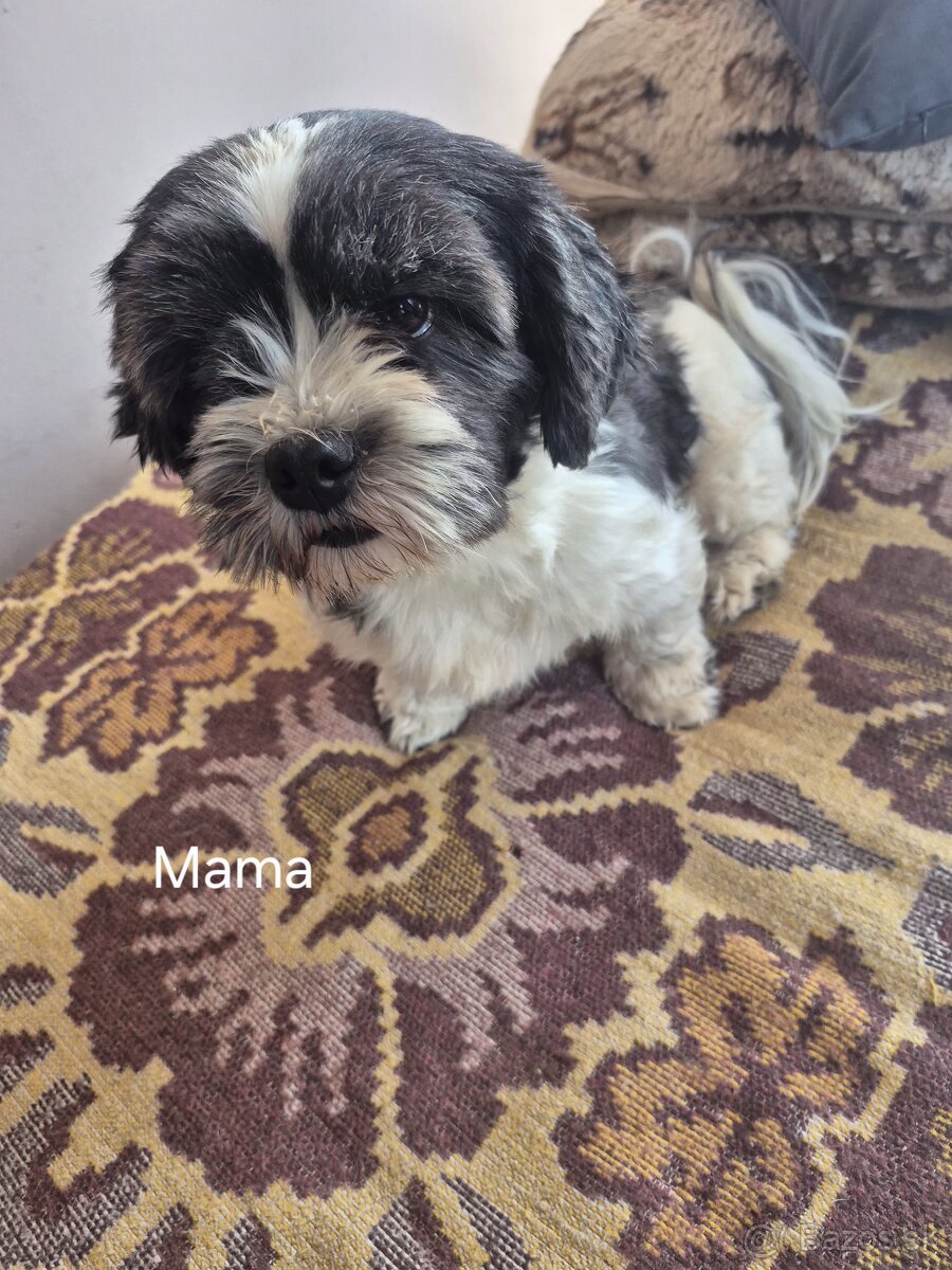 Šteniatka Lhasa Apso bez PP - 6
