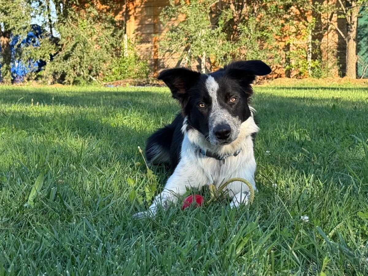 Border collie psik - 6