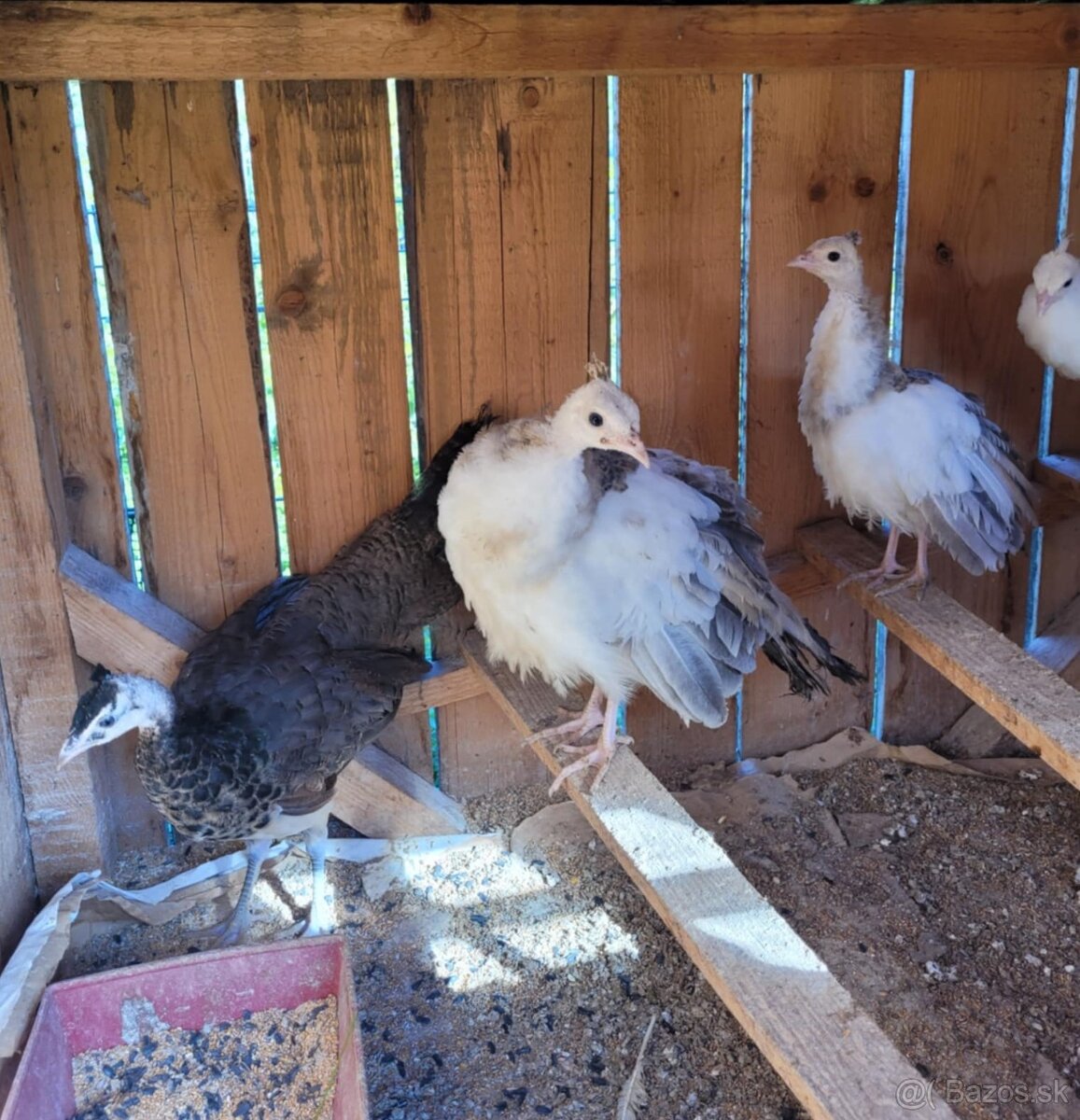 Predám mladé minuloročné pávy rôznych mutácii - 6