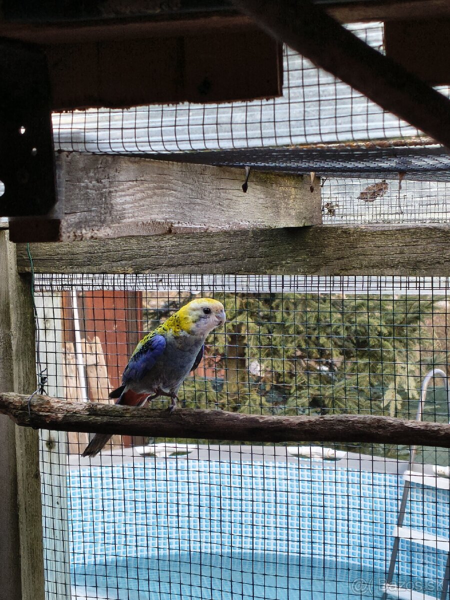 Rozela Žltohlava - 6