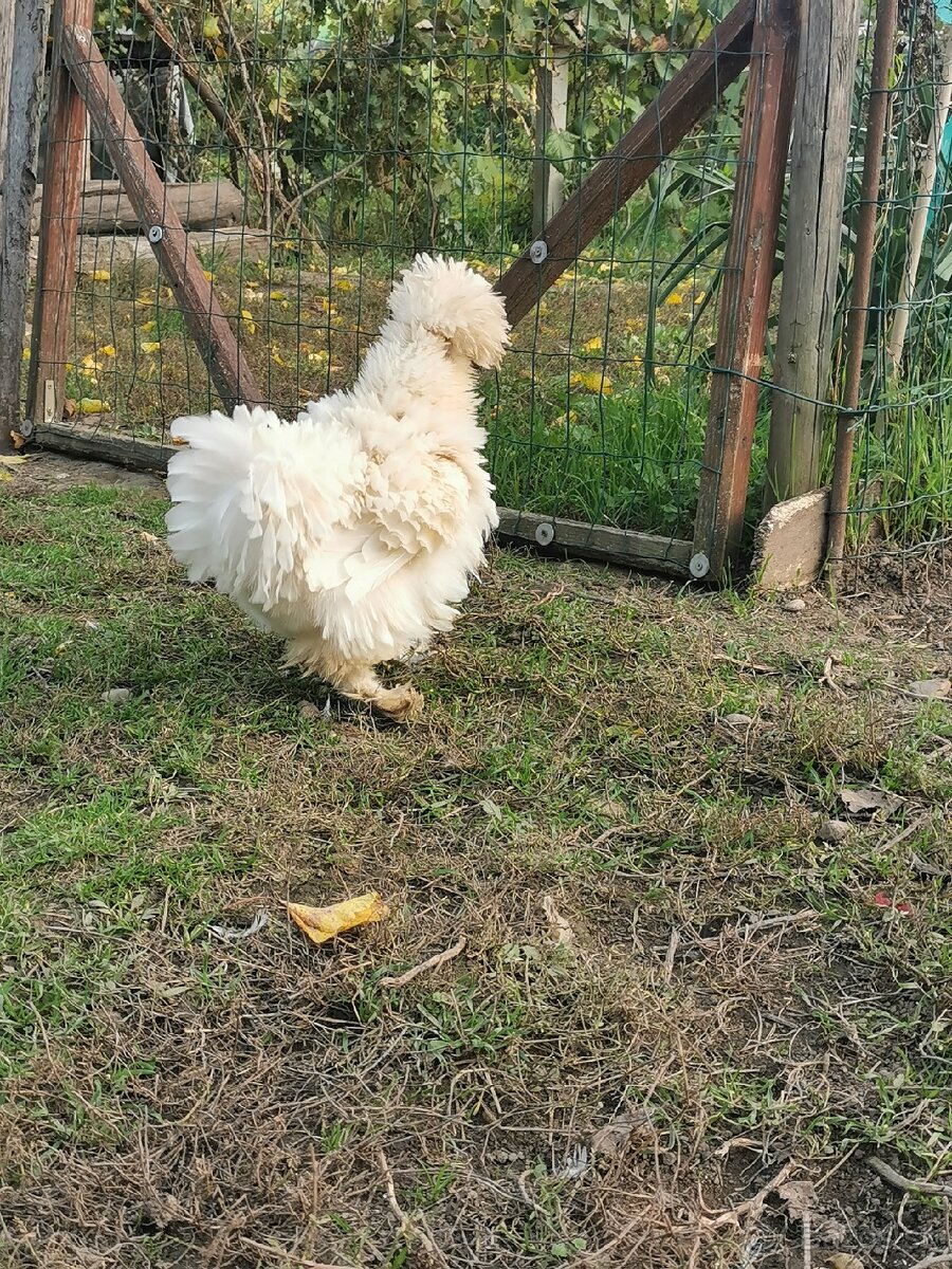 Nasadové vajíčka hodvábnicka - 6