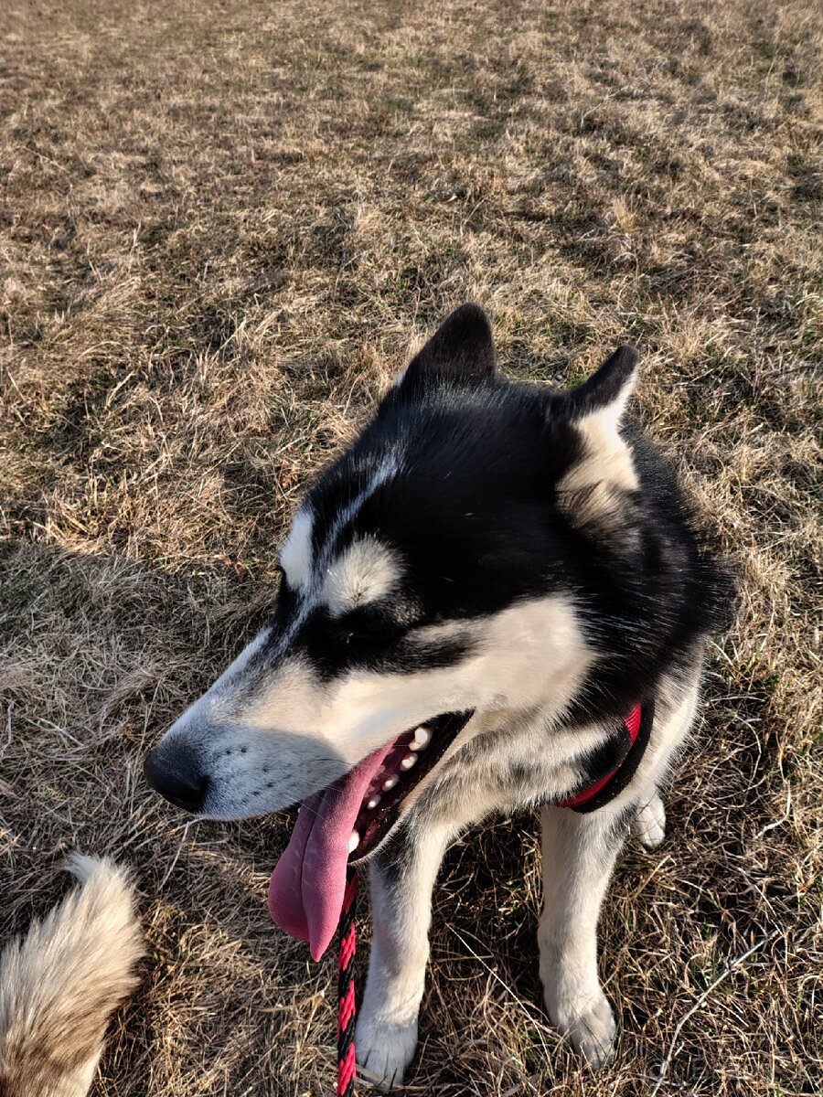 Sibírsky Husky fenka - 6