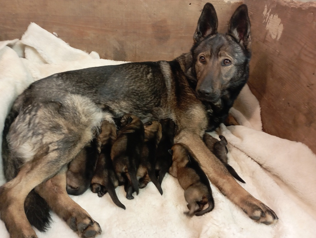 Nemecký ovčiak - šteniatka s PP - 6