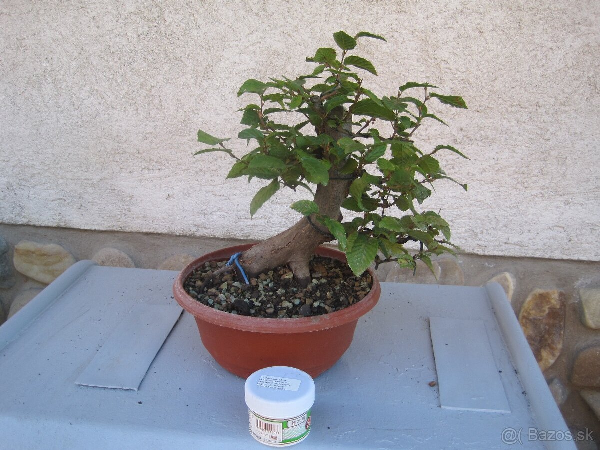 bonsai,bonsaj-hrab 1 - 6