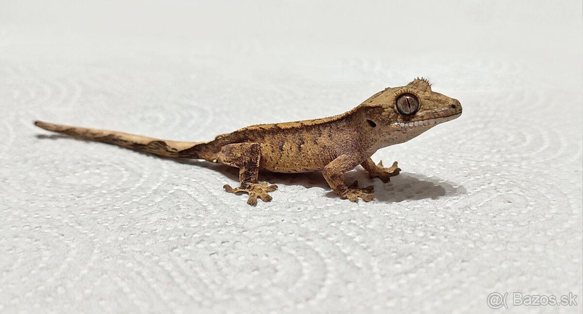 Pagekon riasnaty - 6