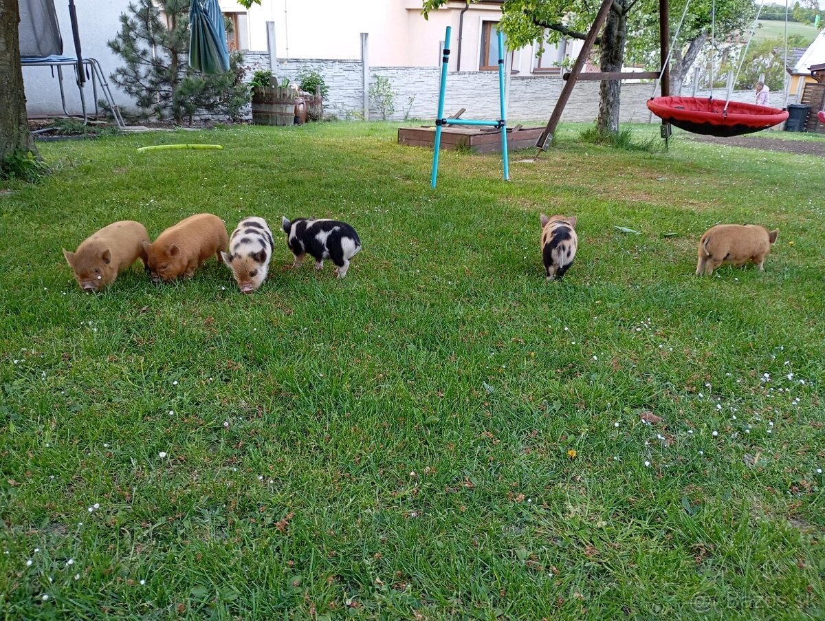 Kune Kune - selátka - 6