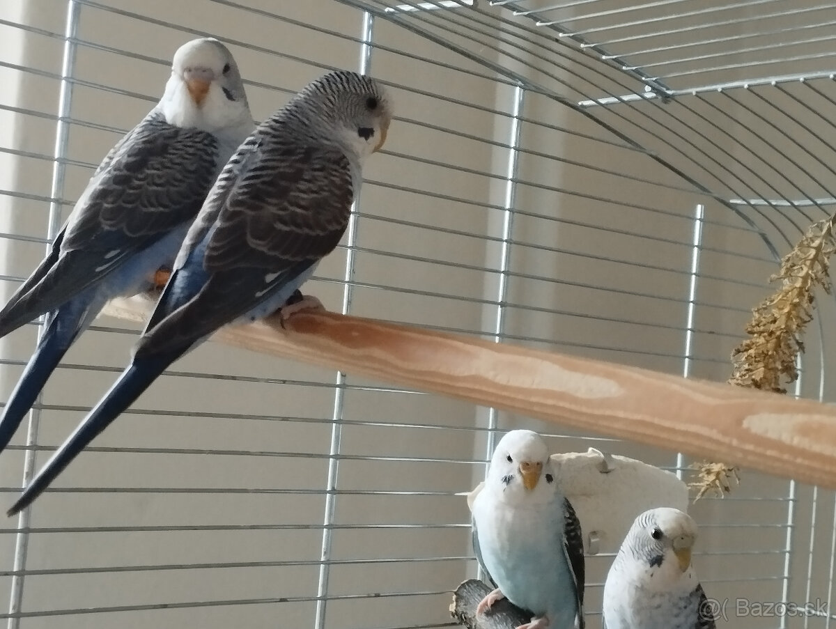 predám andulky čiernokrídle - 6