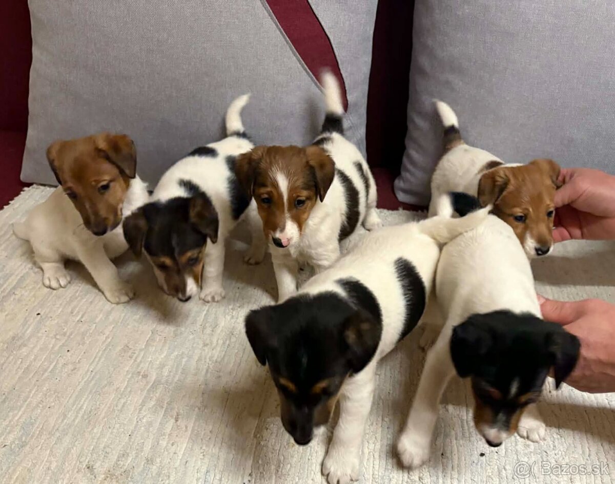 Hladkosrsty foxterier - 6