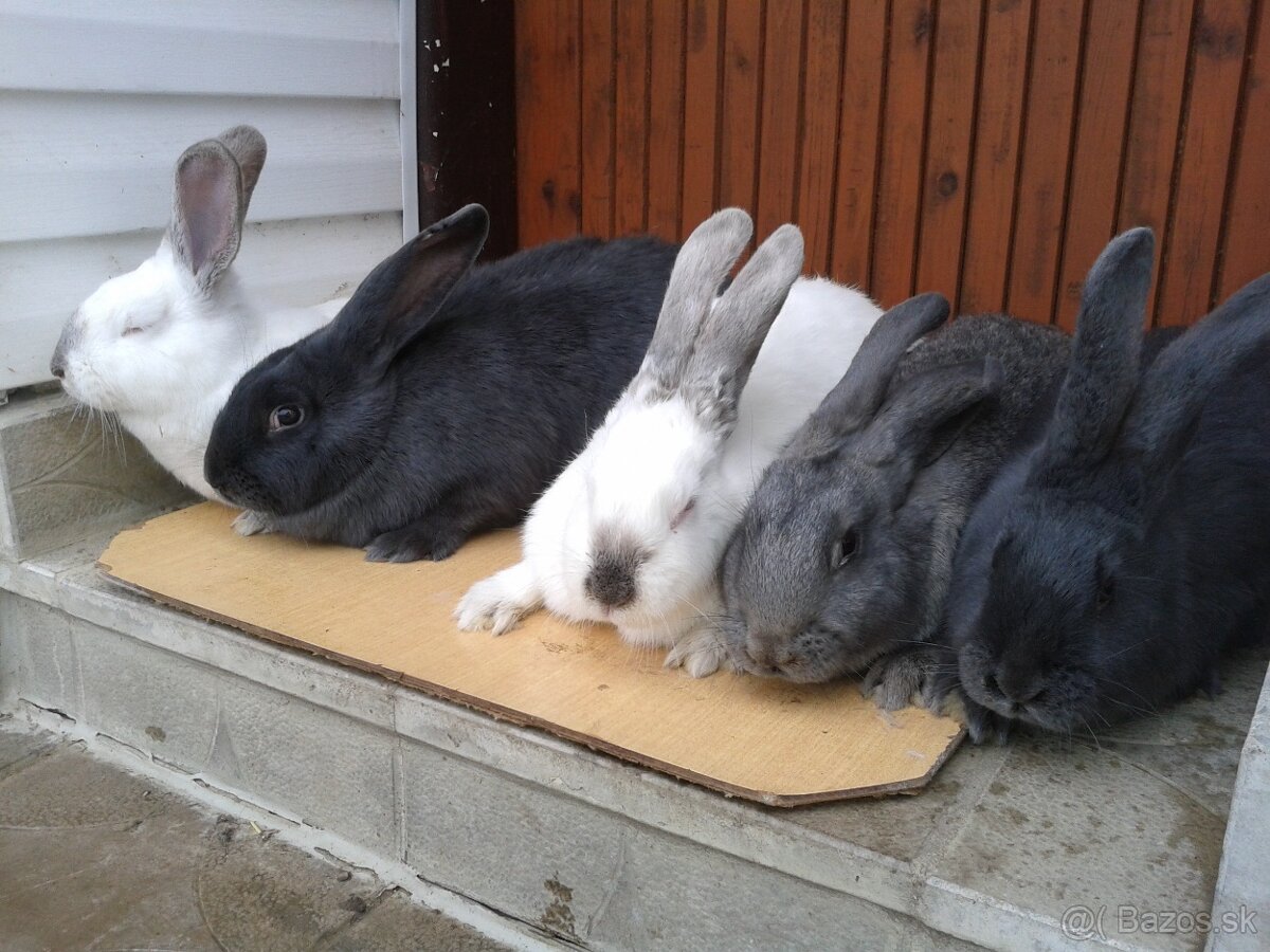 11 mesačne pripustene samice na predaj - 6