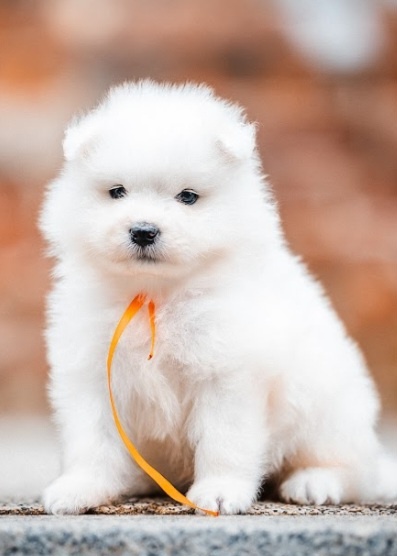 Samojed - 6