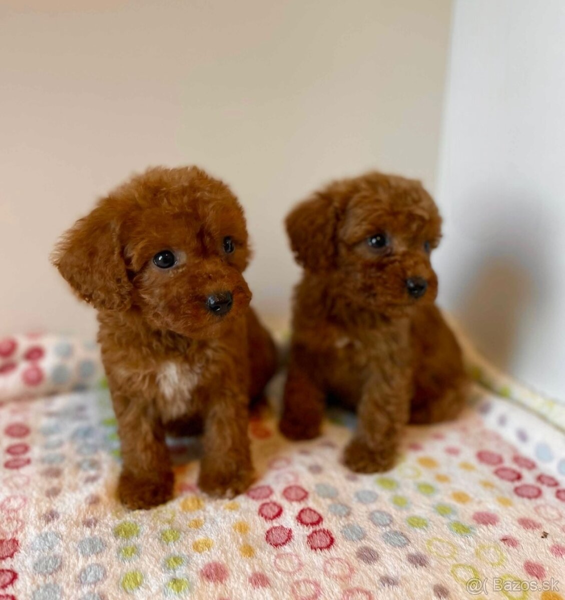 Dark Red Poodle girls pudel pudlik pudl - 6