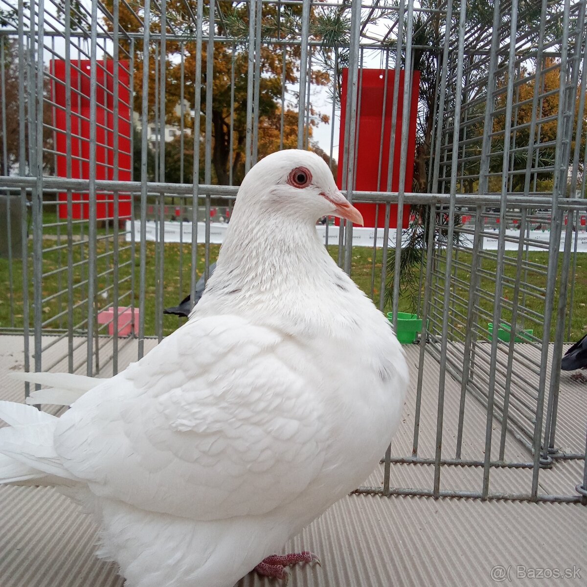 Predam holuby texan - 6