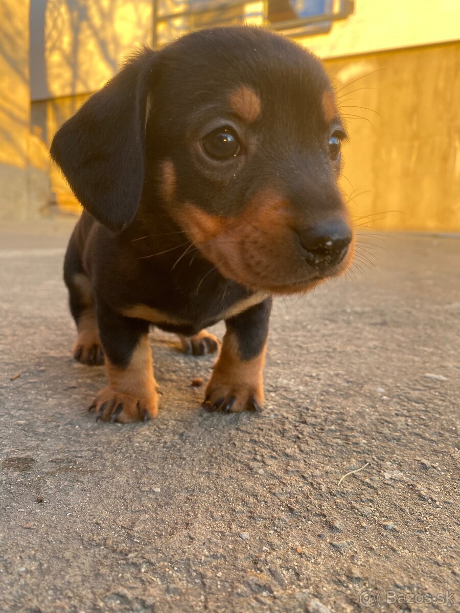 Jazvečík krátkosrstý - 6