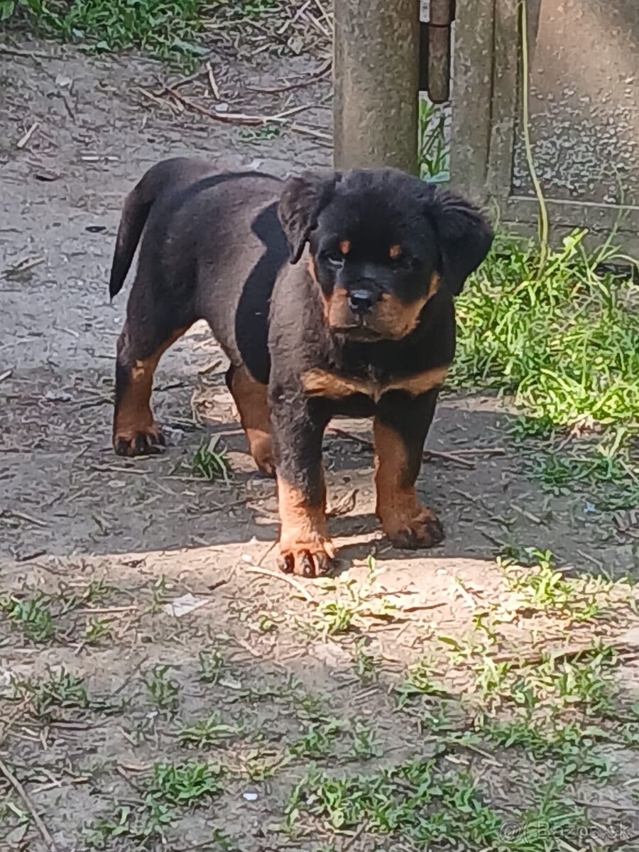 Rottweiler, rotvajler, rottwailer, rtw - 6