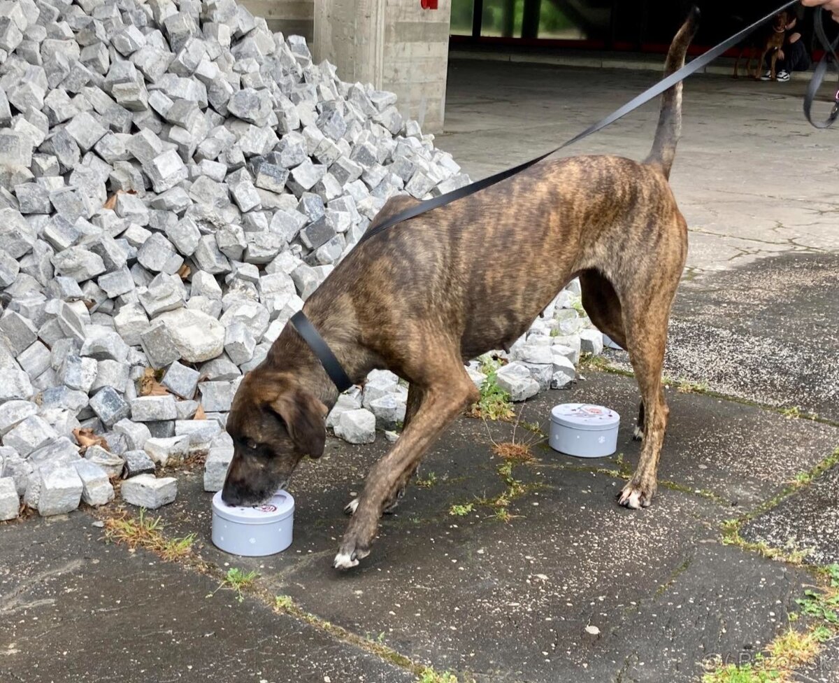 Louisianský leopardí pes Catahoula s PP - 6