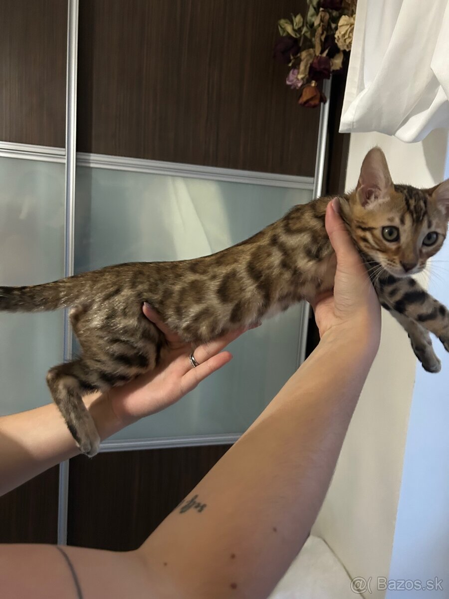 Bengálske mačiatka - 6
