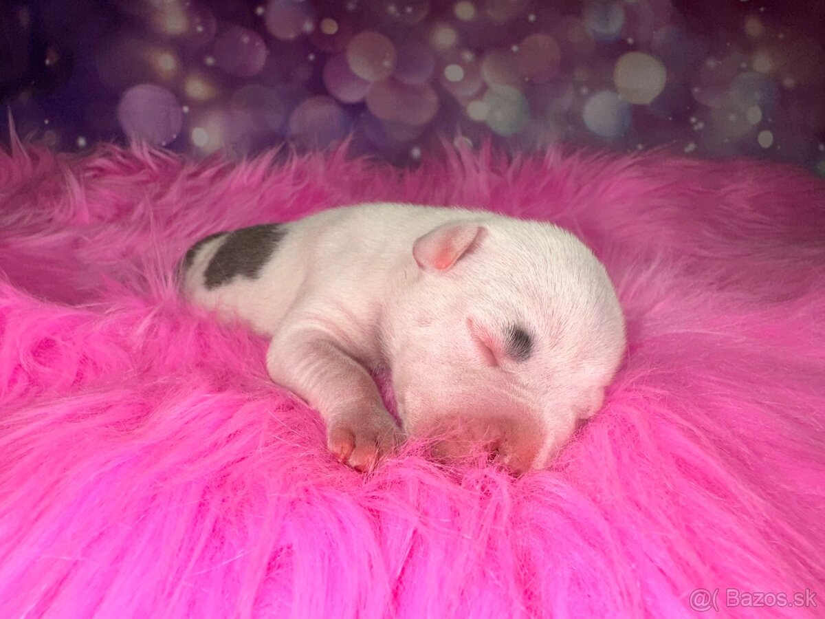 Americký Stafordšírský Teriér s PP - 6