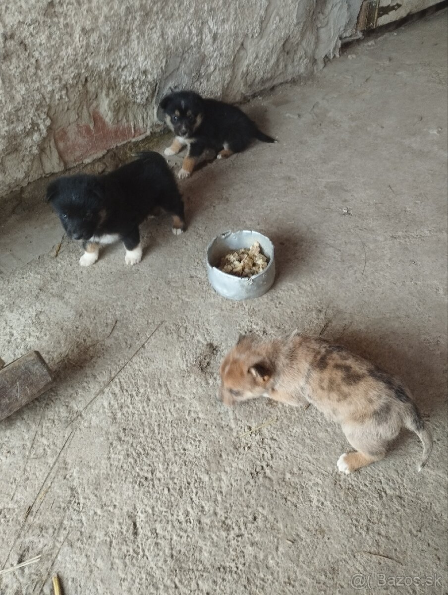 Šteniatka Border Kólia - 6