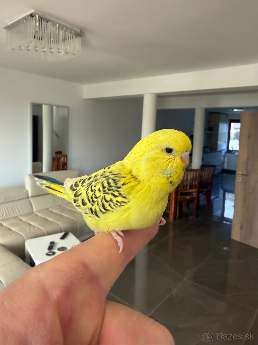 Andulka TCB Maznačik - 6