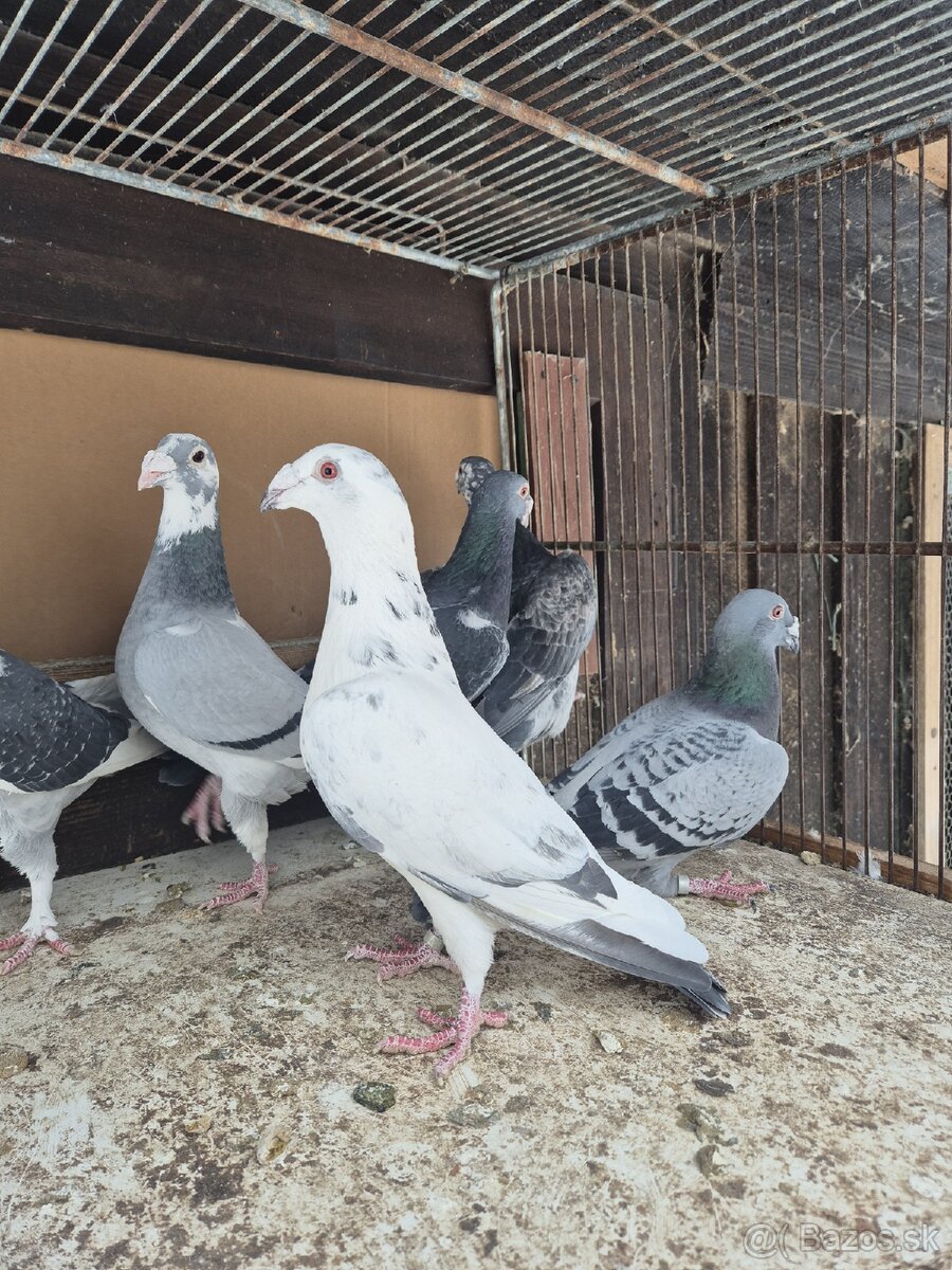 Predám holuby - 6